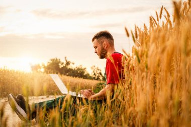 Genç erkek çiftçi mısır gevreği tarlasının yanında dizüstü bilgisayarla çalışıyor. Akıllı tarım ve hassas tarım.