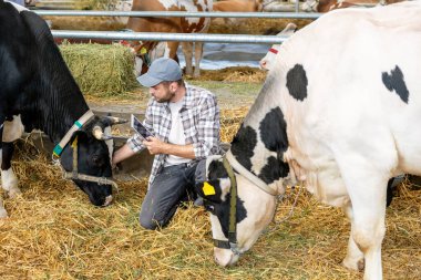 Modern erkek çiftçi çiftlik hayvanları çiftliğinde dijital tabletle inekleri teftiş ediyor.