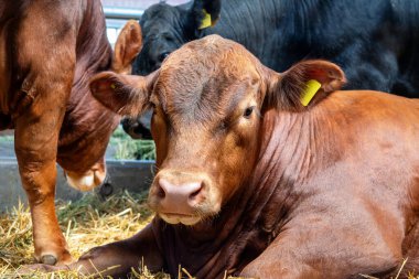 Çiftçilikte hayvan sağlığı. Modern çiftlik hayvanları çiftliğinin ambarında kahverengi boğa. 