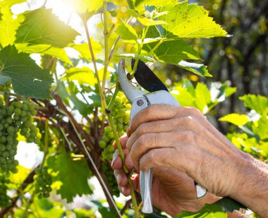 Üzüm bağında üzüm budayarak ellerimi buduyor..