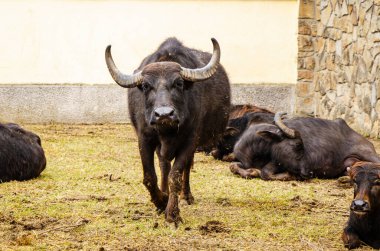 Süt çiftliğinde erkek su bufalosu portresi, mozzarella üretim çiftliği
