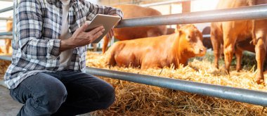 Erkek tarım işçisi sığırları tablet kullanarak inceliyor.