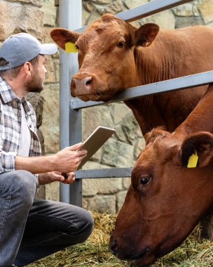 Erkek tarım işçisi sığırları tablet kullanarak inceliyor