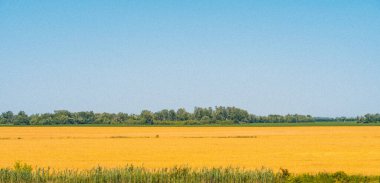 Sarı mısır gevreği tarlası olan tahıl desenli bir manzara..