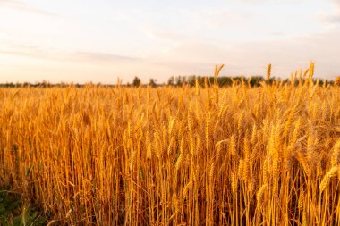 Yazın gün batımında buğday tarlası yakın çekim fotoğrafçılığı