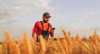 Altın buğday tarlasında cep telefonunu kontrol eden modern çiftçi