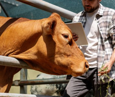 Erkek tarım işçisi sığırları tablet kullanarak inceliyor