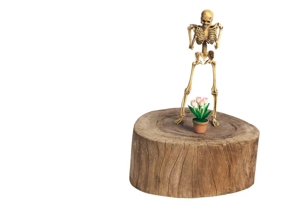 Esqueletos Estão Madeira Com Vaso Flores Caminho Recorte — Fotografia de Stock
