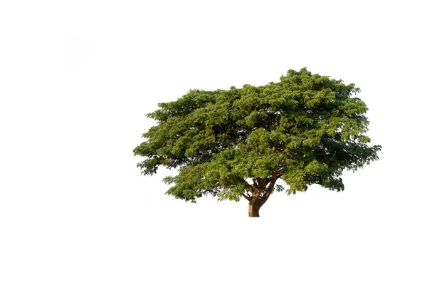 Árvore Sobre Fundo Branco Caminho Recorte — Fotografia de Stock