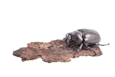 Gergedan böceği, Rhino beetle, Herkül böceği, tek boynuzlu at böceği, boynuz böceği ahşap izole beyaz arka plan üzerinde.