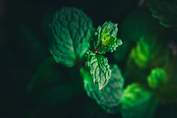 Stock image Close up peppermint in dark image