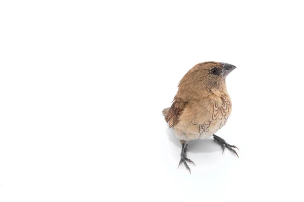 Σπίτι Sparrow Εναντίον Απομονωθεί Λευκό Φόντο — Φωτογραφία Αρχείου