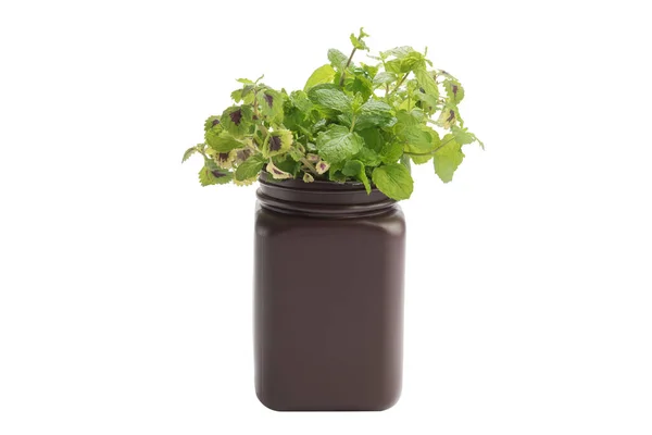 stock image Young plant of Plectranthus amboinicus mexican mint, fragrant plant growing in black plastic flowerpot