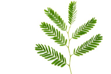 Beyaz arka planda yeşil yapraklar var. kırpma yolu