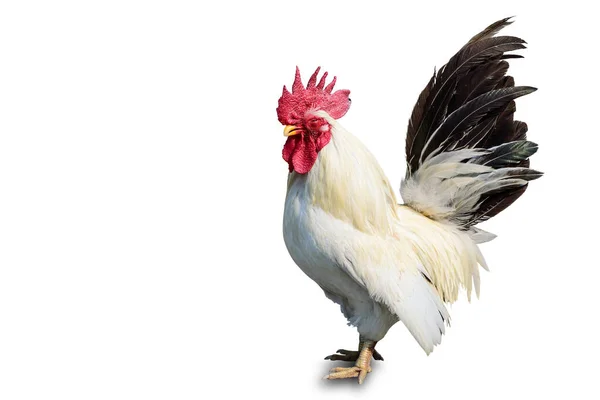 Kyckling Bantam Vit Bakgrund Klippbana — Stockfoto