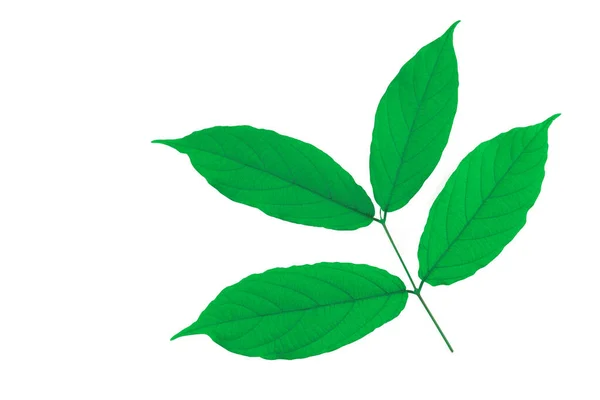 Зеленые Листья Выделены Белом Фоне Путь Вырезания — стоковое фото