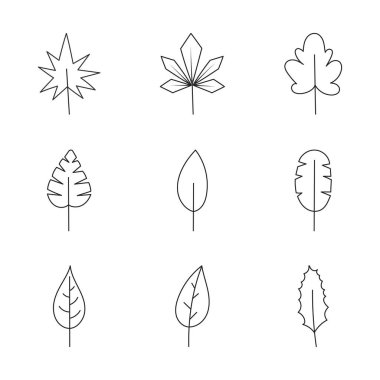 Minimalist yaprak koleksiyonu. El yapımı dal, yapraklar bitkiler ve bitkiler hizaya sokulmuş.