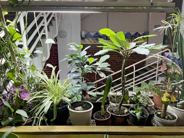 Bahçe içi kompozisyonu bir sürü güzel bitki, farklı tasarım saksılarında hava bitkisi. İç bahçe işleri.