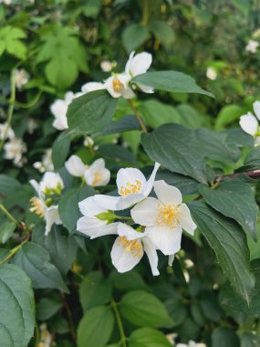 Beyaz Yasemin çiçekleri çalılığı yakın plan. Yasemin çiçeği açan beyaz çiçekler. Ukrayna doğasının arka planı