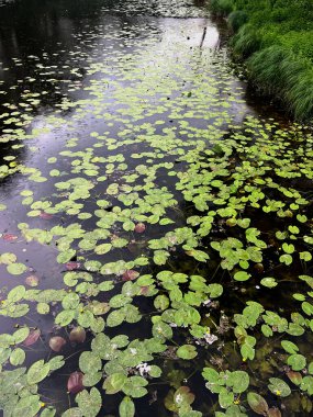 Dnipro Nehri 'ndeki beyaz su zambağı. Nymphaea alba, beyaz sulu üst görünüm, Avrupa beyaz su zambağı Ukrayna Kyiv Avrupa