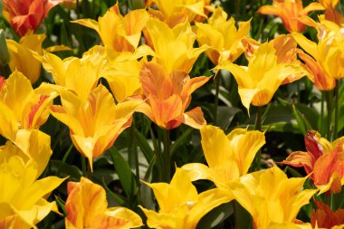 Büyük bir parkta çiçek açan renkli pembe laleler, yüksek kaliteli bir fotoğraf.