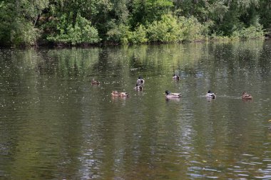 The duck feeds in water vegetation, wild duck feeding on the lake. High quality photo