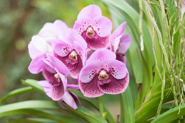 Purple Cymbidium Orchid Hybrid Selective Focus Orchid Flower Orchideen Hoeve — Fotografia de Stock