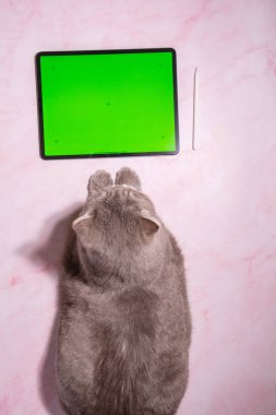 Tablet üzerindeki evcil hayvan oyunu yeşil ekranlı, masada oturan kedi tablet, kopyalama alanı veya yüksek kaliteli fotoğraf