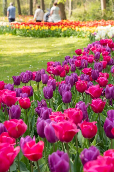 Весенние Клумбы Цветущих Красочных Розовых Фиолетовых Тюльпанов Большом Парке Фото — стоковое фото