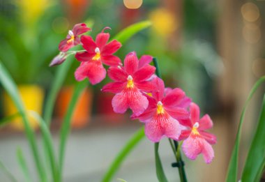 Pembe ve kırmızı Kambriya orkidesi seçici odaklı melez Orchideen Hoeve Hollanda 'da orkide çiçeği. Yüksek kalite fotoğraf