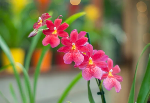 Orquídea Rosa Vermelha Híbrida Cambria Com Foco Seletivo Flor Orquídea — Fotografia de Stock