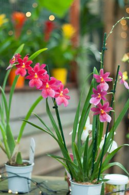 Pembe ve kırmızı Kambriya orkidesi seçici odaklı melez Orchideen Hoeve Hollanda 'da orkide çiçeği. Yüksek kalite fotoğraf