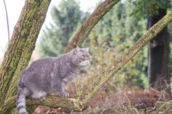 Triste Grigio Britannico Gatto Con Gli Occhi Gialli Preferito Animale — Foto Stock