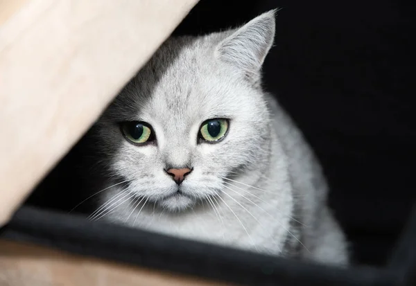 Grå Skotsk Kattunge Med Gröna Ögon Kikar Nyfiket Lådan Husdjur — Stockfoto