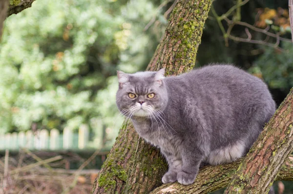 Triste Grigio Britannico Gatto Con Gli Occhi Gialli Preferito Animale — Foto Stock