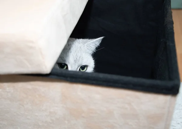 绿眼睛的灰色苏格兰猫好奇地从盒子里往外看 房间里的宠物好奇地探索新的领地 高质量的照片 — 图库照片