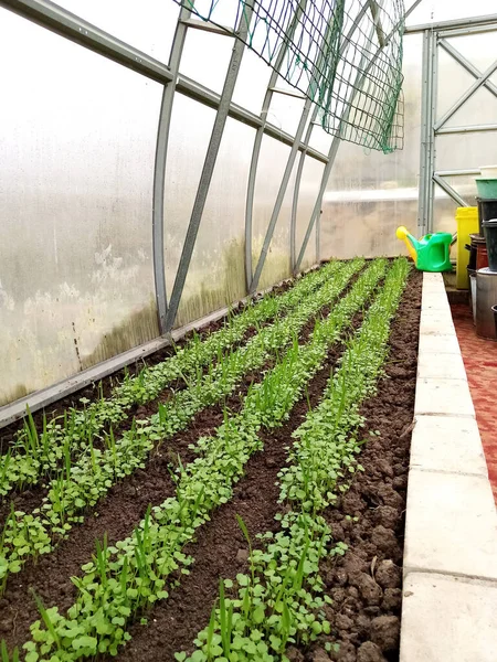 マスタード オート麦 ベッチの緑の苗温室に緑の肥料を播種する 高品質の写真 — ストック写真