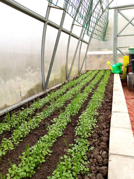 green seedlings of mustard, oats, vetch, sowing green manure in a greenhouse. High quality photo