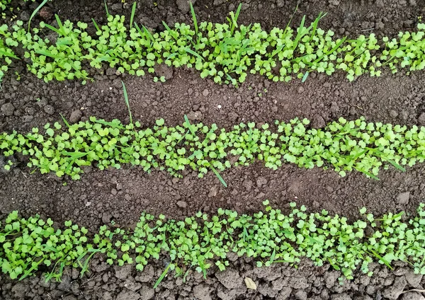 マスタード オート麦 ベッチの緑の苗温室に緑の肥料を播種する 高品質の写真 — ストック写真