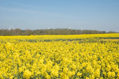 Belçika 'da açan parlak sarı kolza tohumu, güneşli bahar günü, doğal çiçek arkaplanı. Yüksek kalite fotoğraf