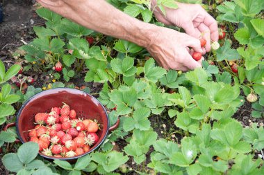 a man picks strawberries in his palm, a large harvest of berries, summer fruit picking, male hands hold a handful of ripe strawberries. High quality photo