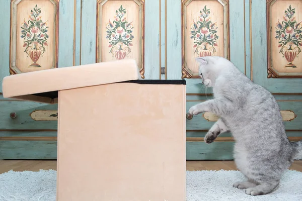 Серый Шотландский Котенок Хочет Попасть Прачечную Домашнее Животное Комнате Любопытный — стоковое фото