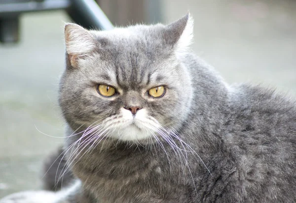 Närbild Porträtt Ledsen Grå Brittisk Katt Med Gula Ögon Favorit — Stockfoto
