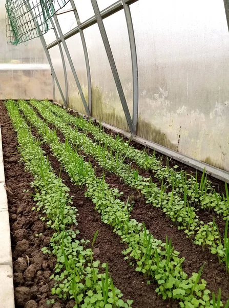 green seedlings of mustard, oats, vetch, sowing green manure in a greenhouse. High quality photo