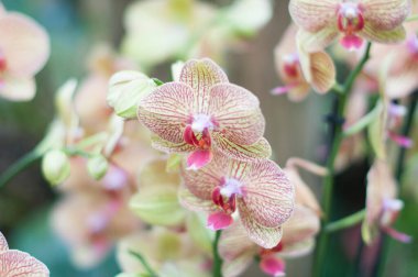 güzel sarı falaenopsis mavi orkide çiçekleri, arka planda, yüksek kaliteli fotoğraf