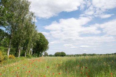 Yeşil çayırları ve çiçek açan kır çiçekleri gelincikleri, mısır çiçekleri ve papatyaları olan güzel bir yaz manzarası. Yüksek kalite fotoğraf