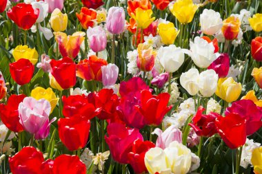Büyük bir parkta çiçek açan renkli pembe laleler, yüksek kaliteli bir fotoğraf.