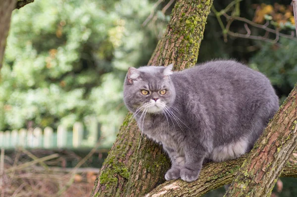 Ledsen Grå Brittisk Katt Med Gula Ögon Favorit Husdjur Klättrar — Stockfoto