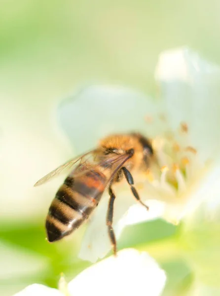 stock image striped bee sits on a jasmine flower and pour over it macro photography insects in nature. High quality photo