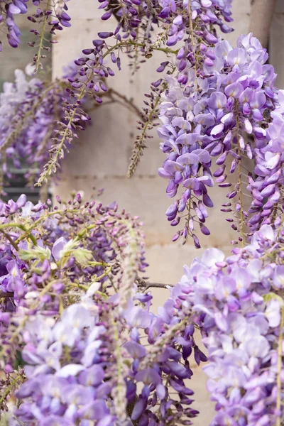 Çiçek Desenli Morsalkımlar Çiçeklerin Doğal Arka Planlarını Oluşturuyor Yüksek Kalite — Stok fotoğraf